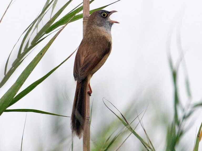 What is Jerson’s Babbler?