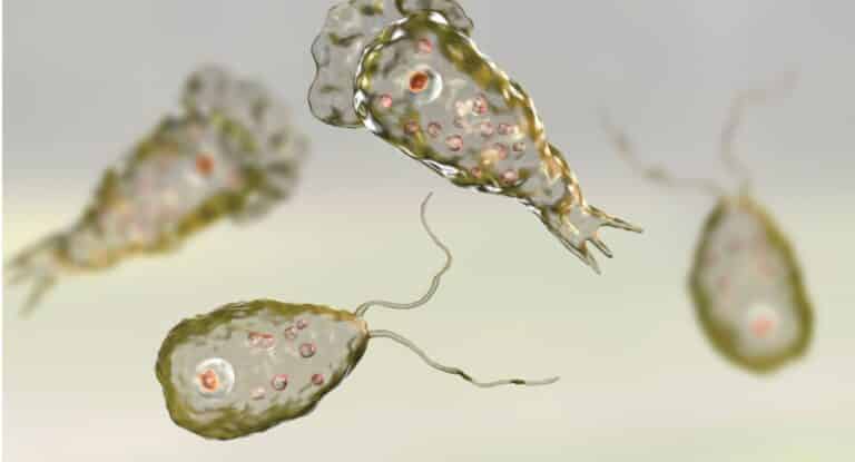 What is Naegleria fowleri?