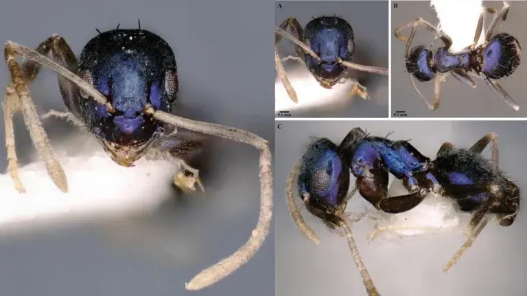 What is Paraparatrechina neela?