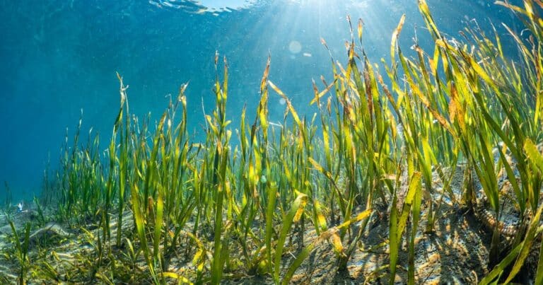 What is Seagrass?