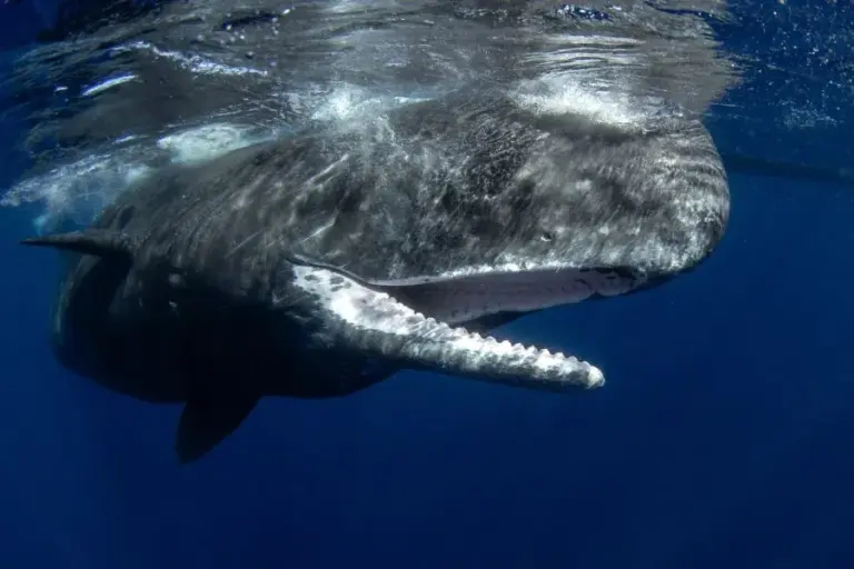 What is Sperm Whale?