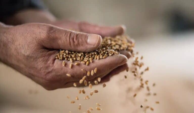 What is the Black Sea Grain Deal?