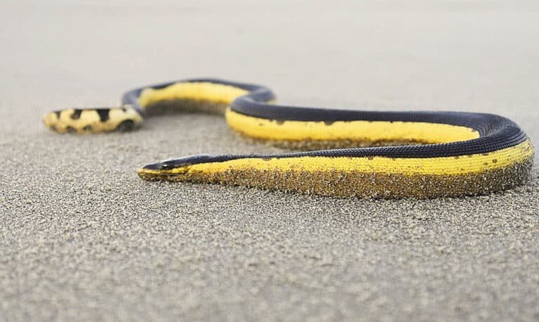 What is the Yellow-bellied Sea Snake?