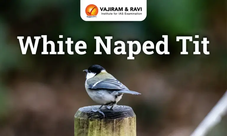 White-Naped Tit