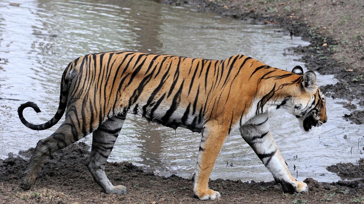 Why is There Concern About the Tiger Population in the Western Ghats?