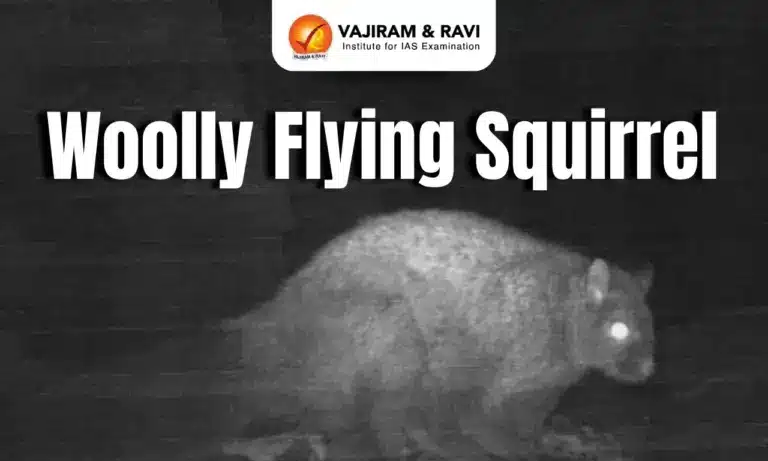 Woolly Flying Squirrel