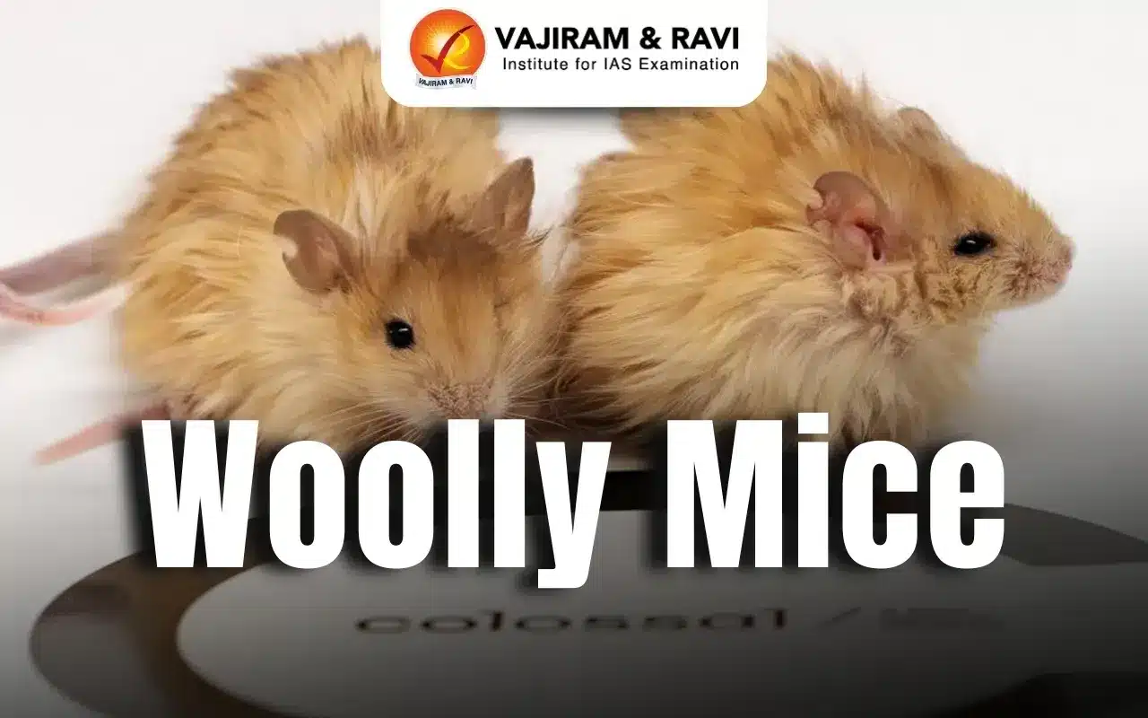 Woolly Mice