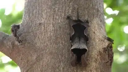 Wroughton’s free-tailed Bat