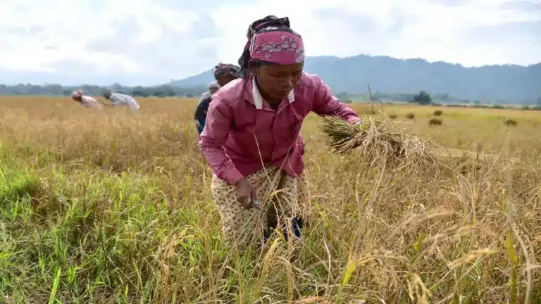 India Faces WTO Pressure on Farm Subsidies