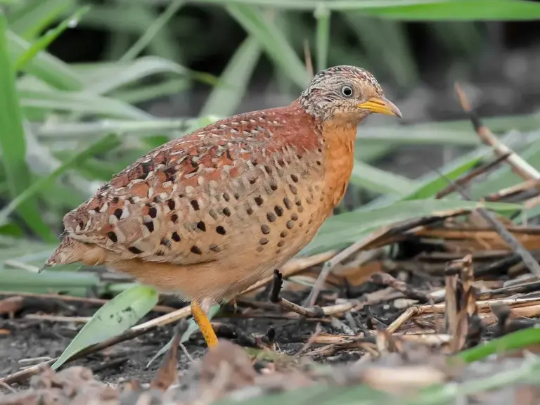 Yellow-Legged Buttonquail