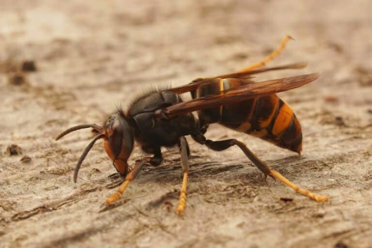 Yellow-Legged Hornet
