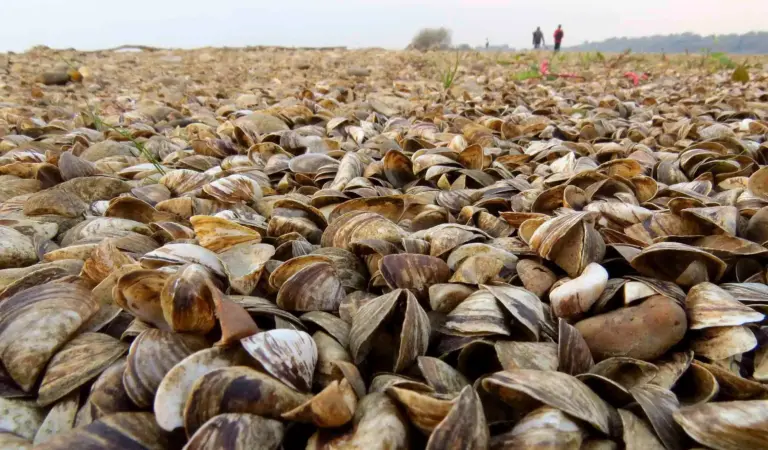 What is Zebra Mussel?