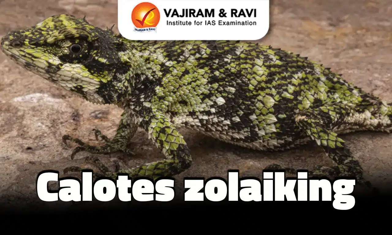 Calotes zolaiking