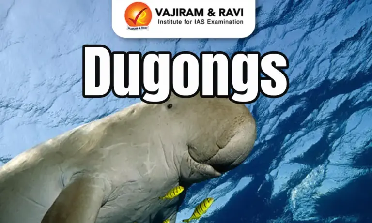 Dugongs