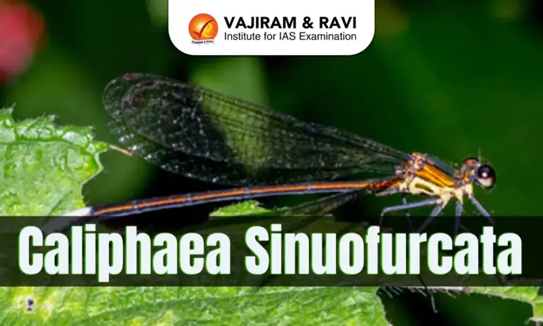 Caliphaea sinuofurcata