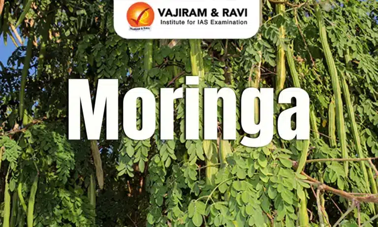 Moringa