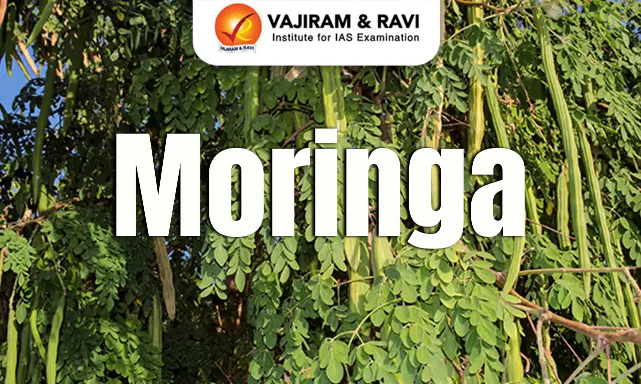 Moringa
