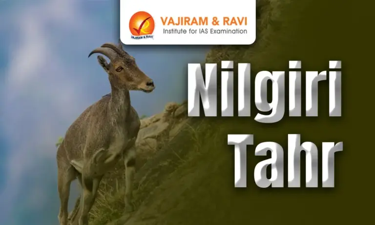 Nilgiri Tahr