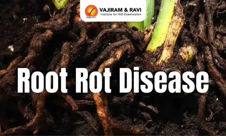 Root_Rot_Disease