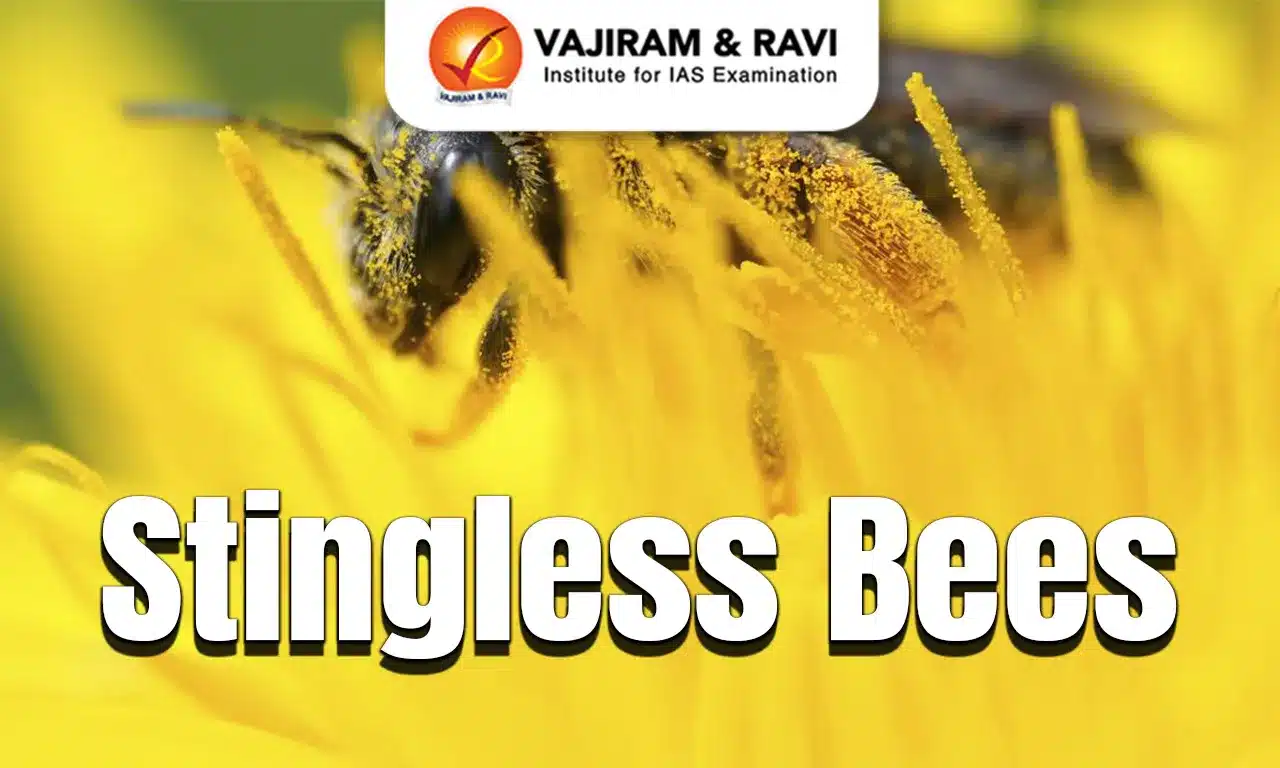 Stingless Bees_