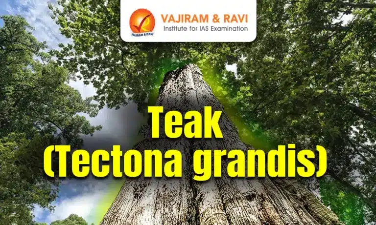 Teak (Tectona grandis)