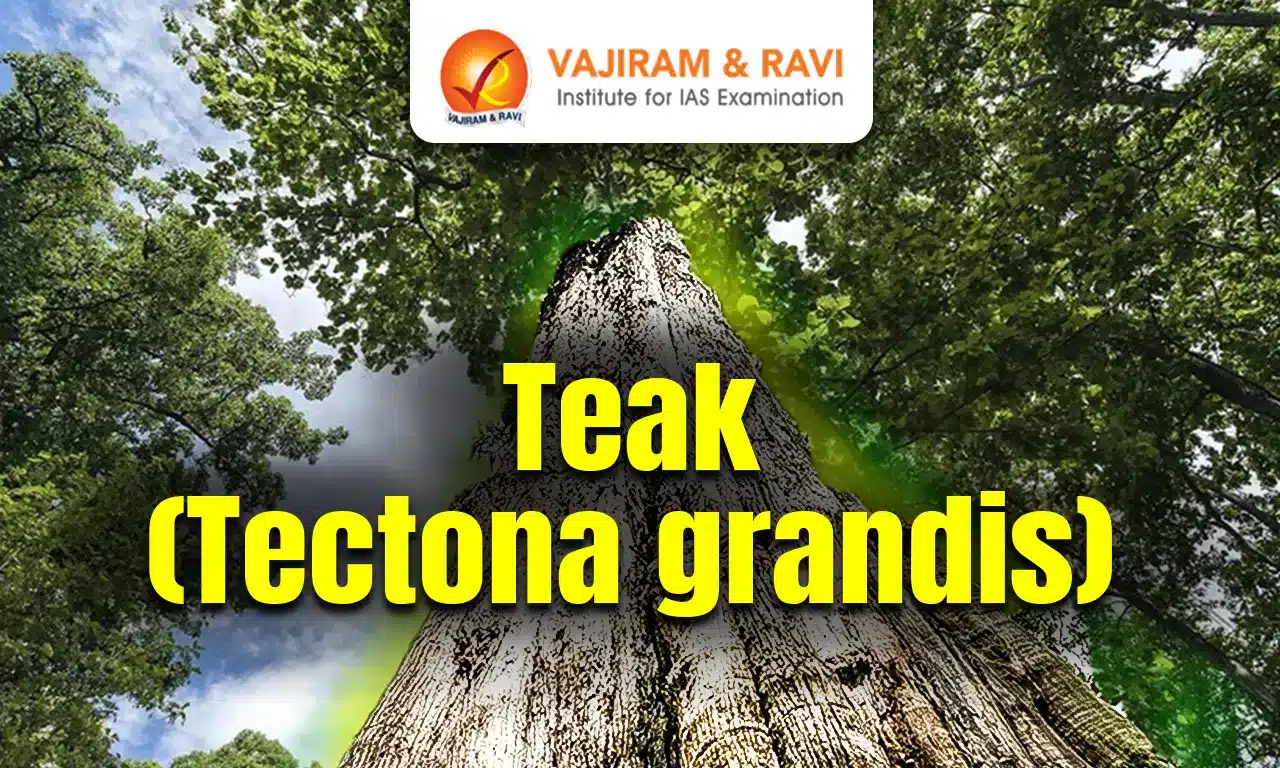 Teak (Tectona grandis)