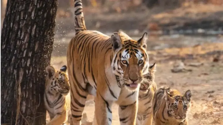 Debate Surrounding Village Relocation for Tiger Reserves