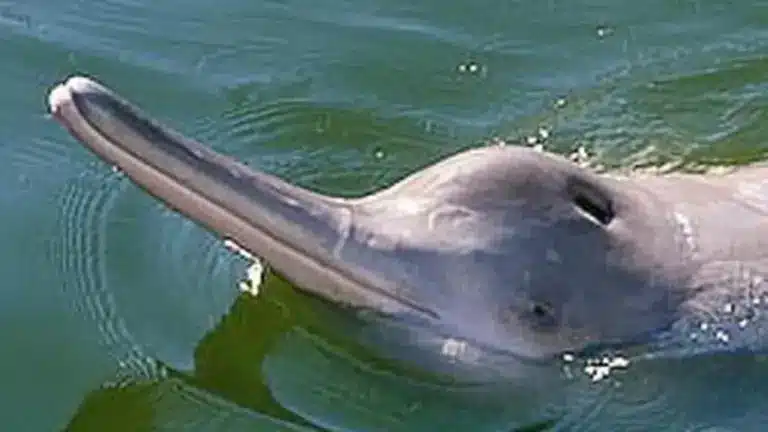Ganges River Dolphin Tagged for the First Time in India
