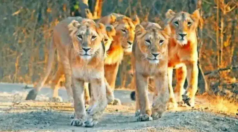 Human-Lion Coexistence in Gujarat: A Study of Adaptation and Challenge