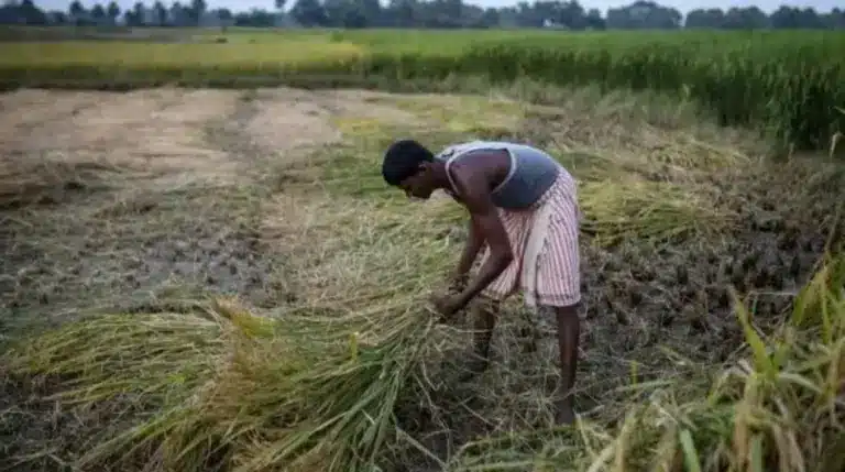 India's Rs 6,000-Crore Initiative to Promote Precision Farming