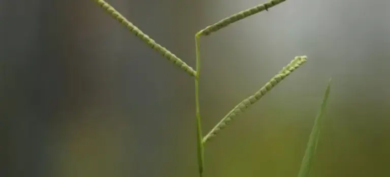 Kodo Millet Poisoning: Causes, Impact, and Mitigation Strategies for Elephants and Humans