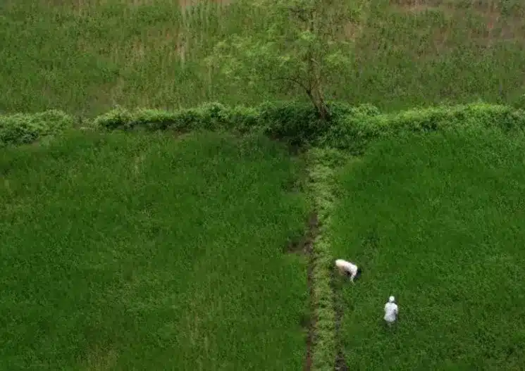 Lifting of Non-Basmati White Rice Export Ban: Impact on India’s Rice Market