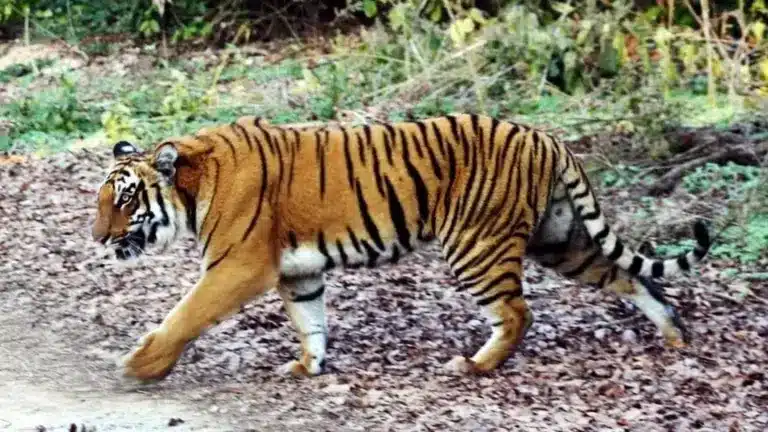 Ratapani Wildlife Sanctuary Declared as MP's 8th Tiger Reserve