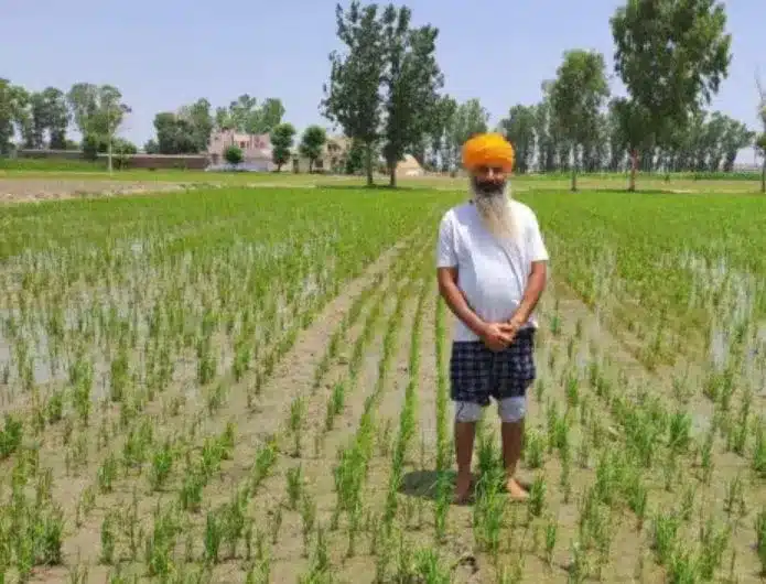 Revolutionary Weed Control in Rice and Wheat: New Herbicide-Tolerant Varieties