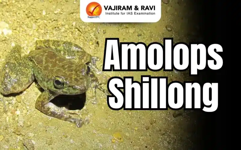 Amolops shillong