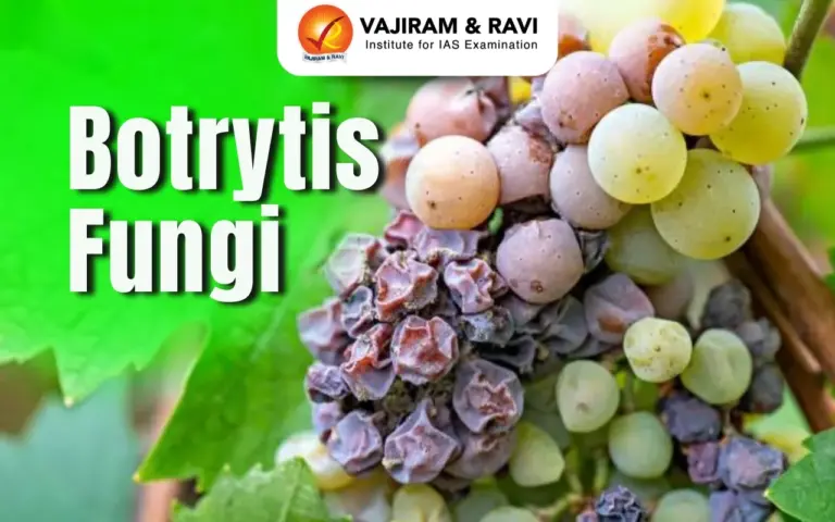 Botrytis Fungi