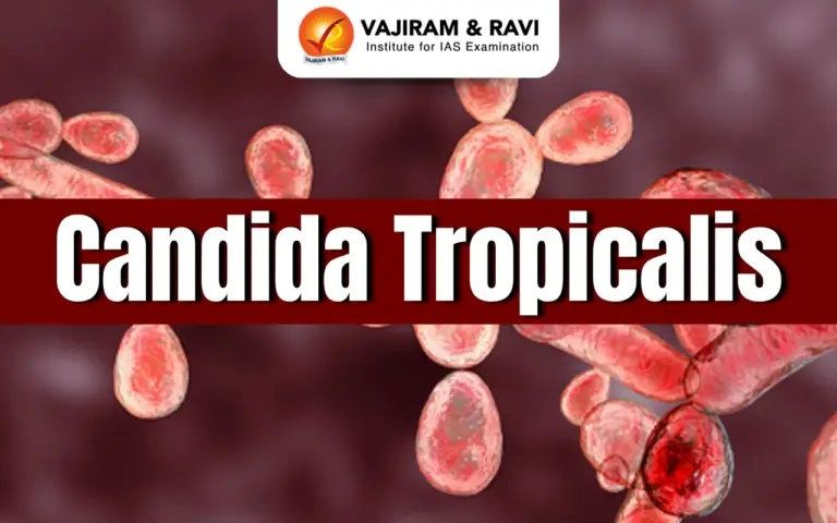Candida tropicalis