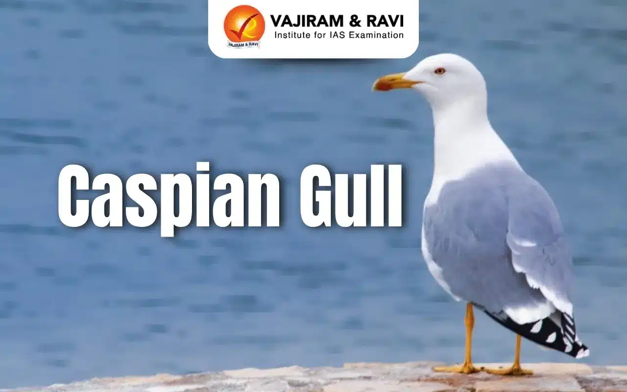 Caspian Gull