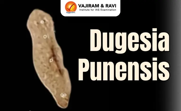 Dugesia Punensis