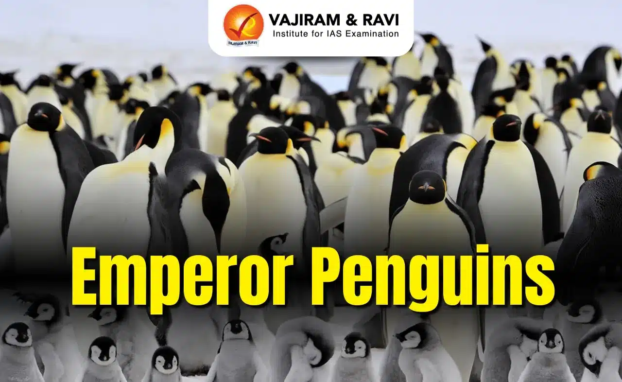 Emperor Penguins