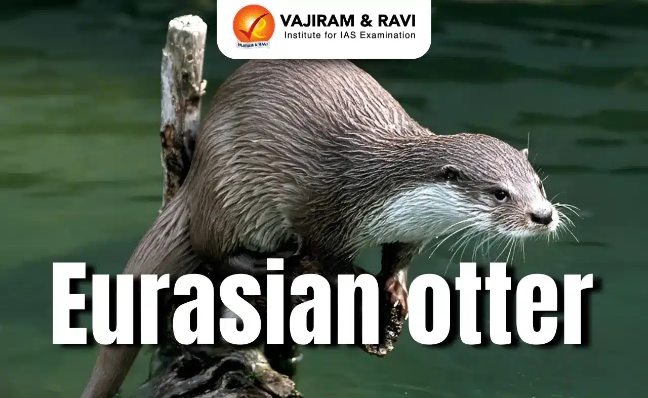 Eurasian otter