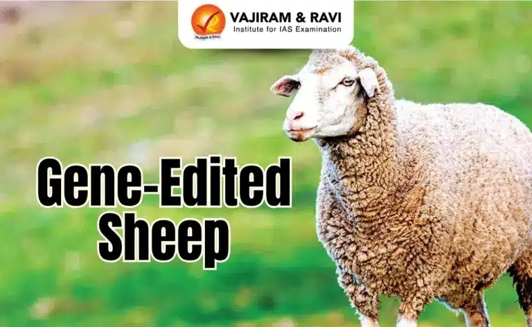 Gene-Edited Sheep