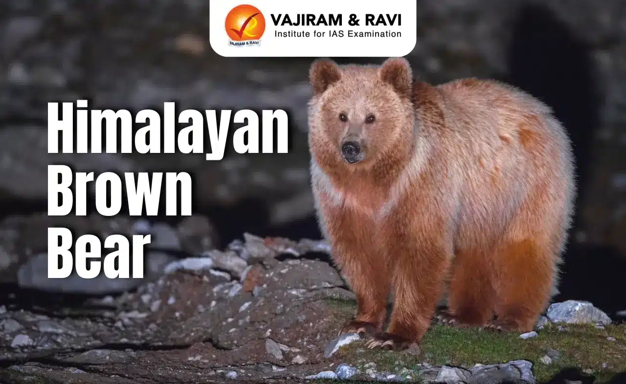 Himalayan Brown Bear