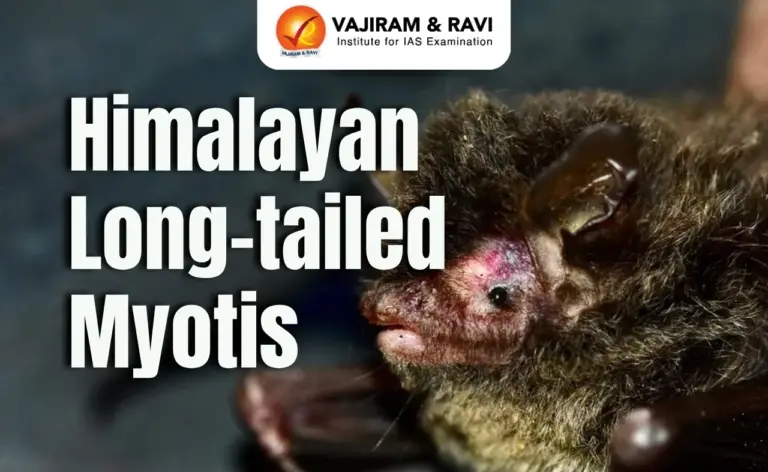 Himalayan Long-Tailed Myotis
