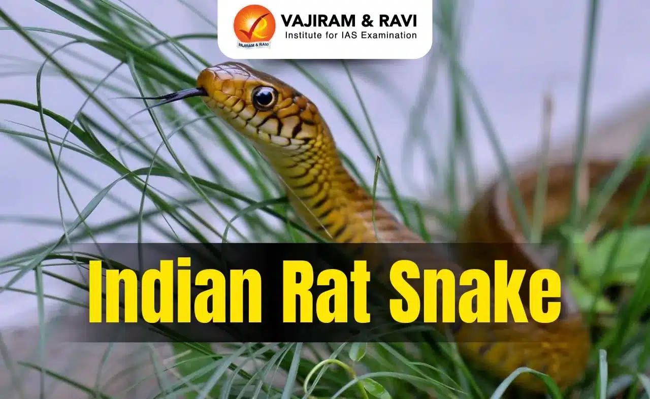Indian Rat Snake