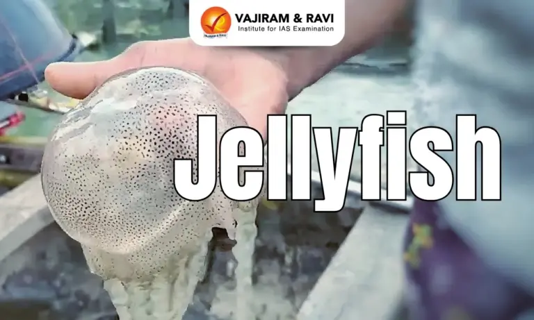 Jellyfish