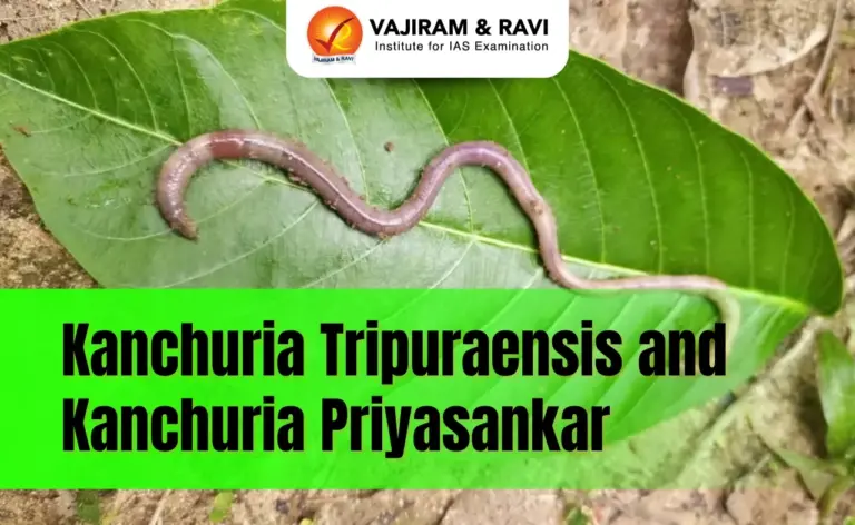 Kanchuria Tripuraensis and Kanchuria Priyasankari