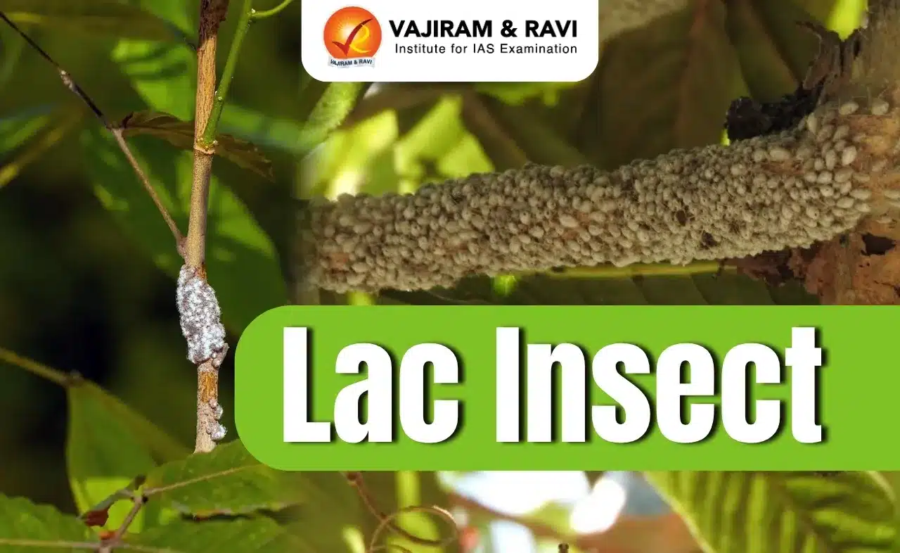 Lac Insect