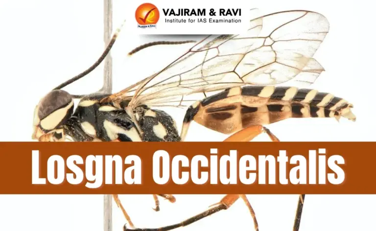 Losgna Occidentalis