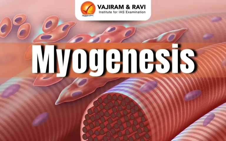 Myogenesis